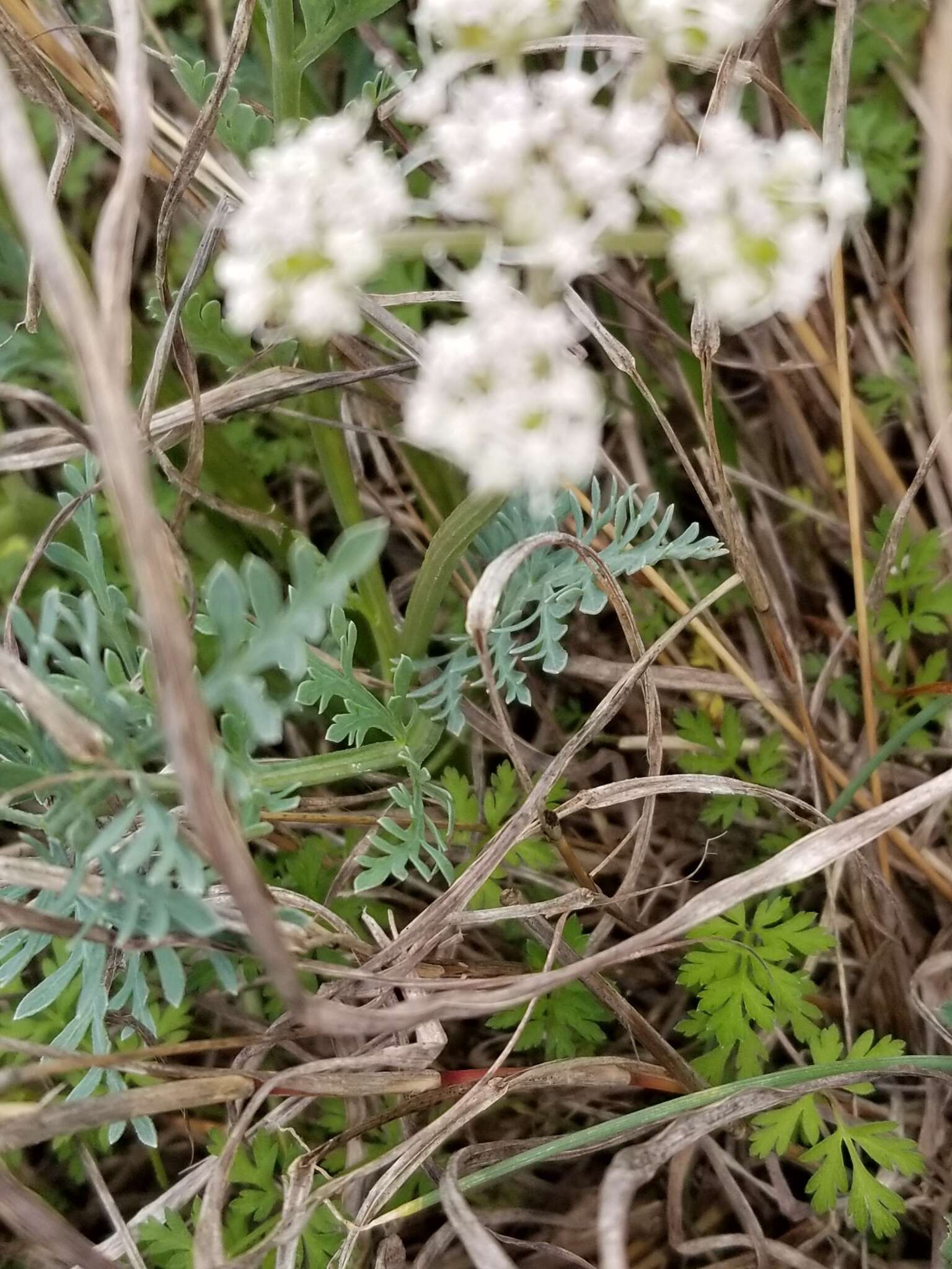 Image of bigroot springparsley