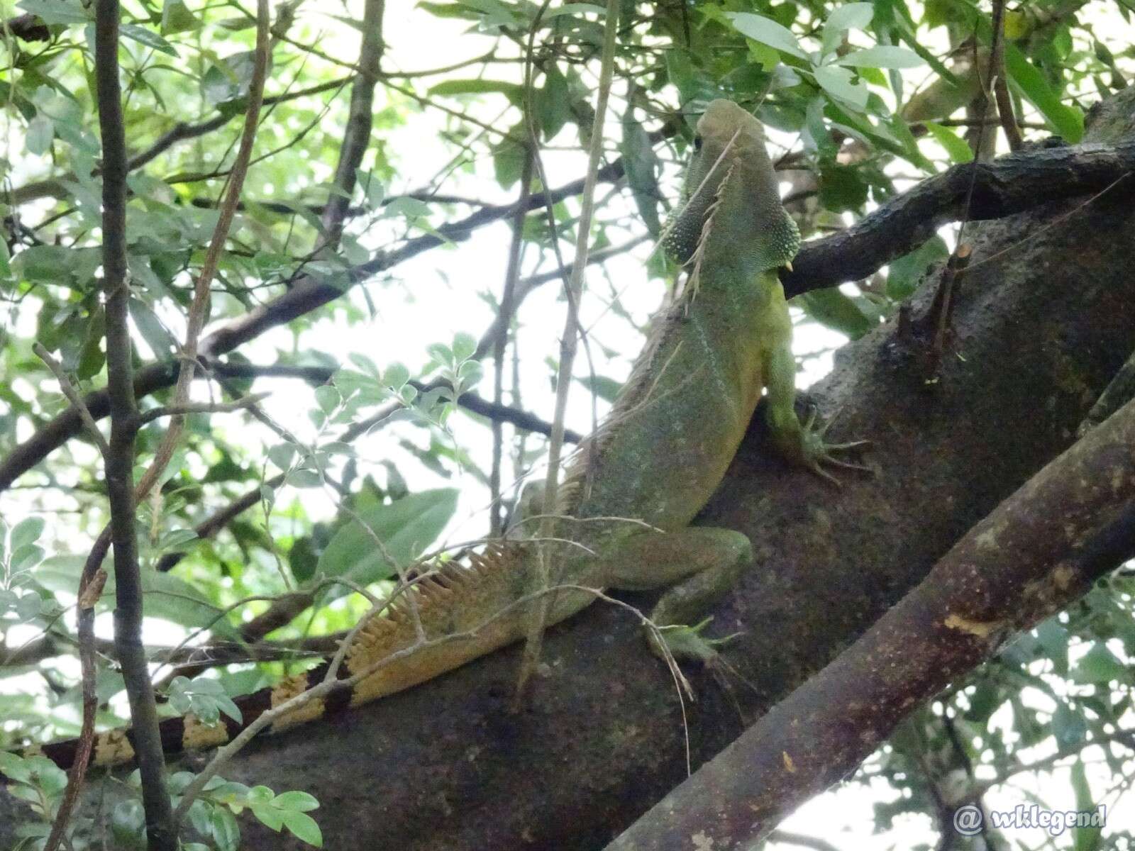 Physignathus resmi