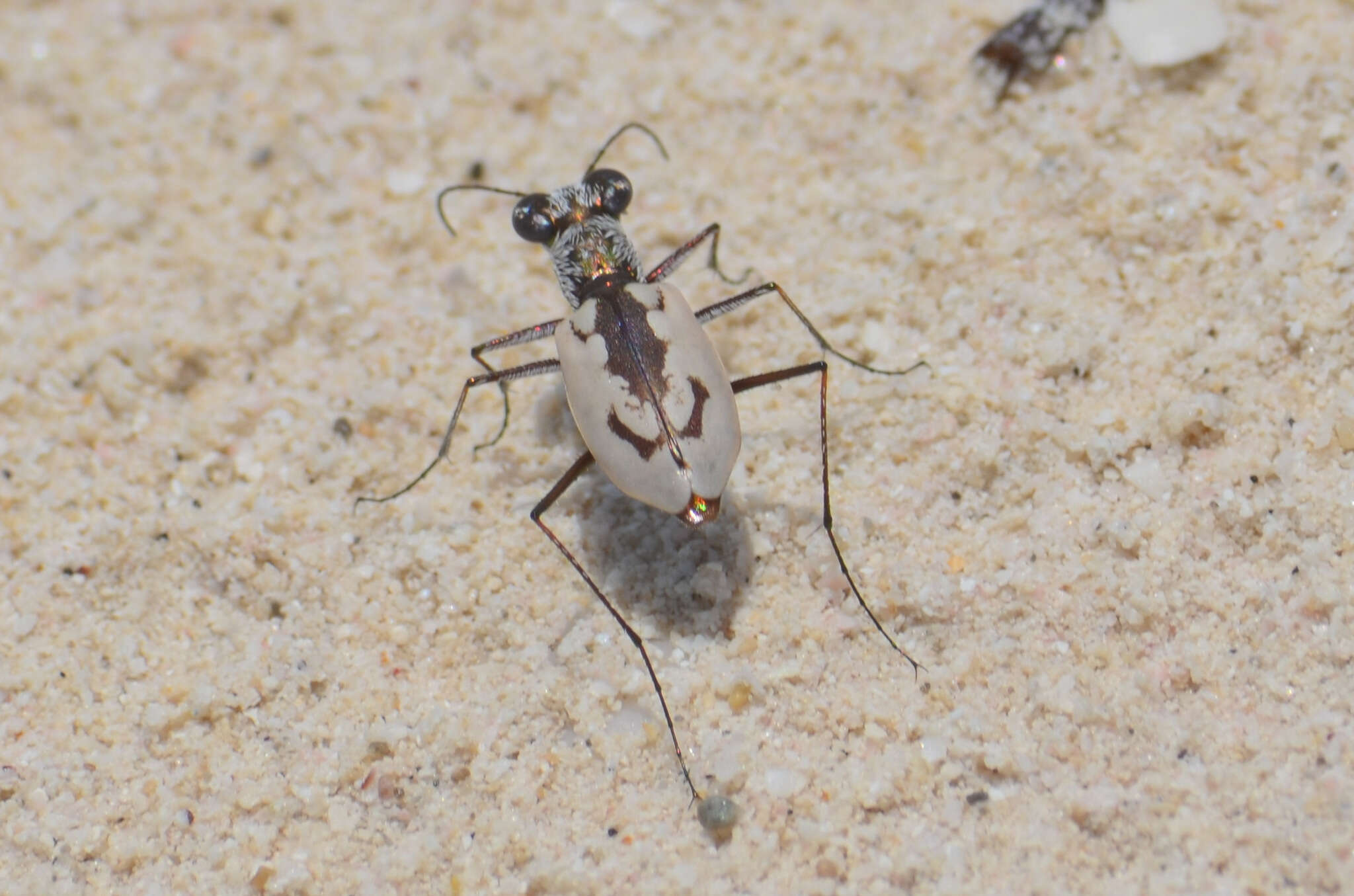 Image of Ellipsoptera hamata pallifera (Chaudoir 1852)