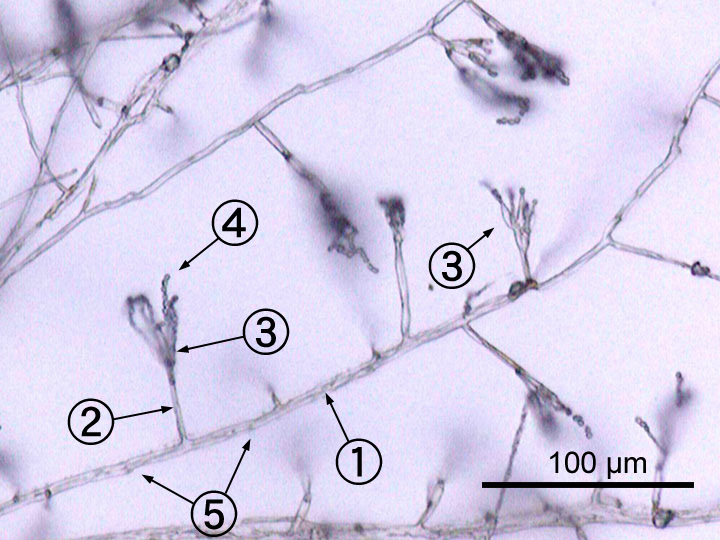 Penicillium Media Encyclopedia Of Life