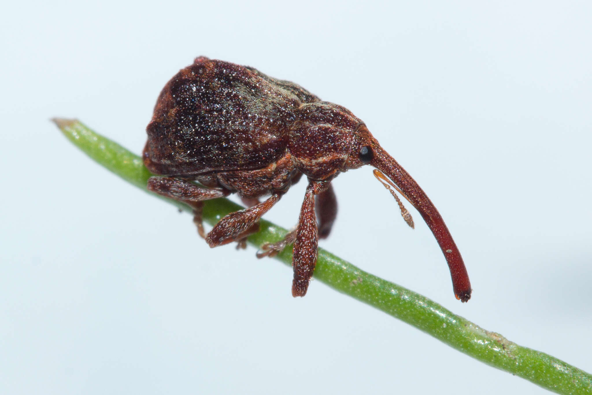 Image of Apple Curculio