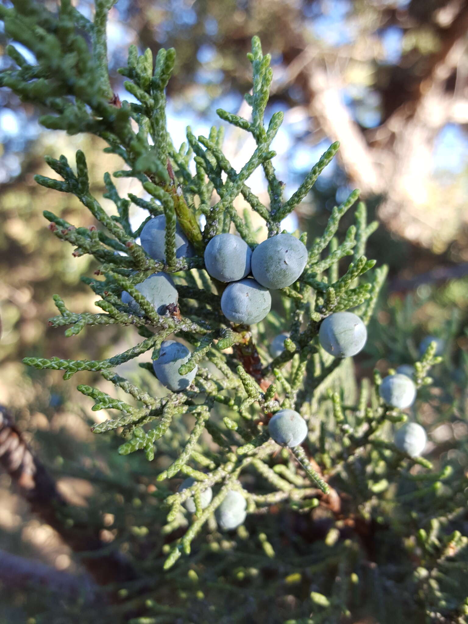 Imagem de Juniperus occidentalis Hook.