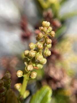 Image of Tetracarpaea tasmanica Hook. fil.