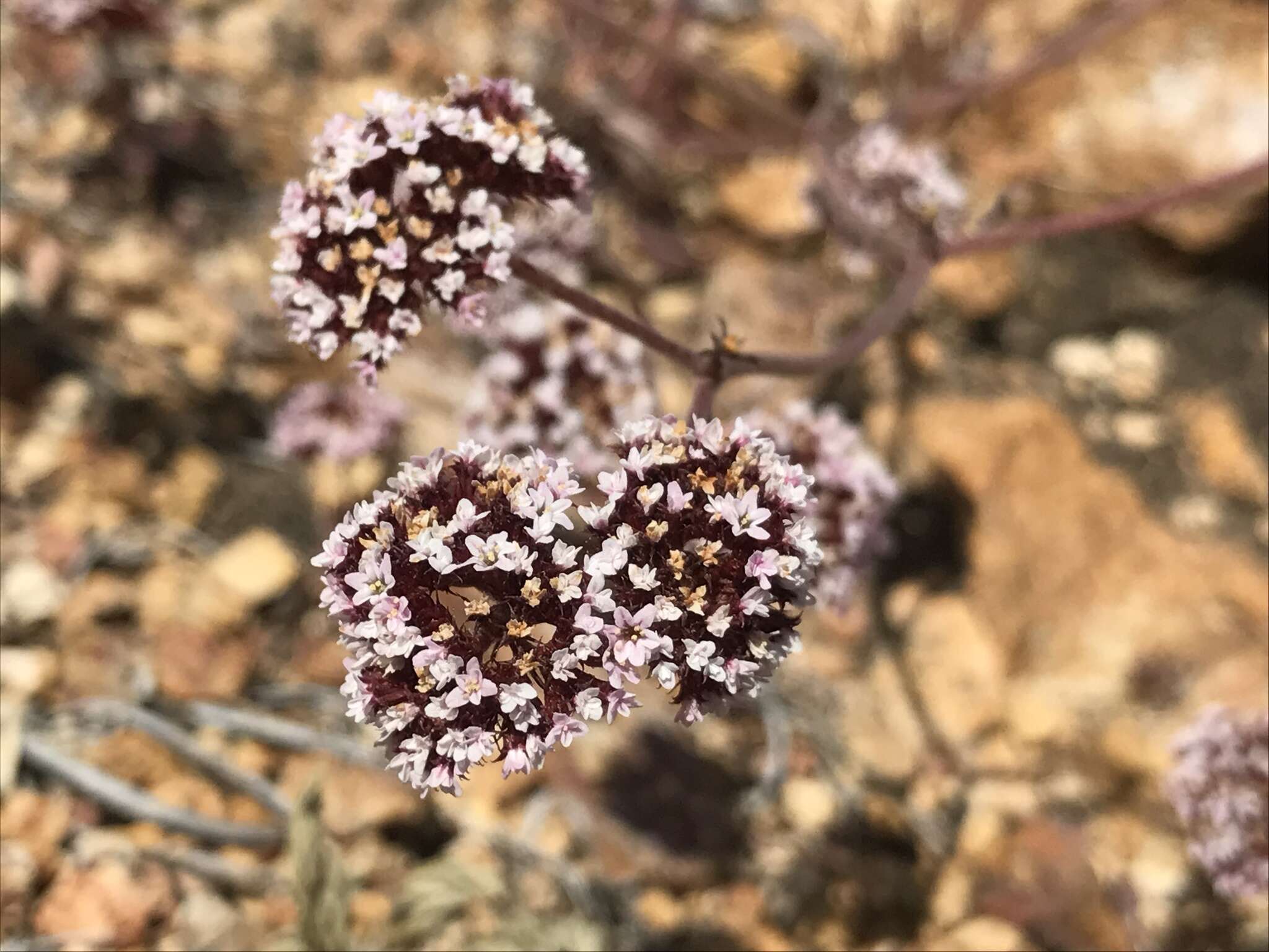 Image of Santa Barbara spineflower