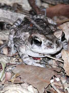 Image of Wiegmann's toad