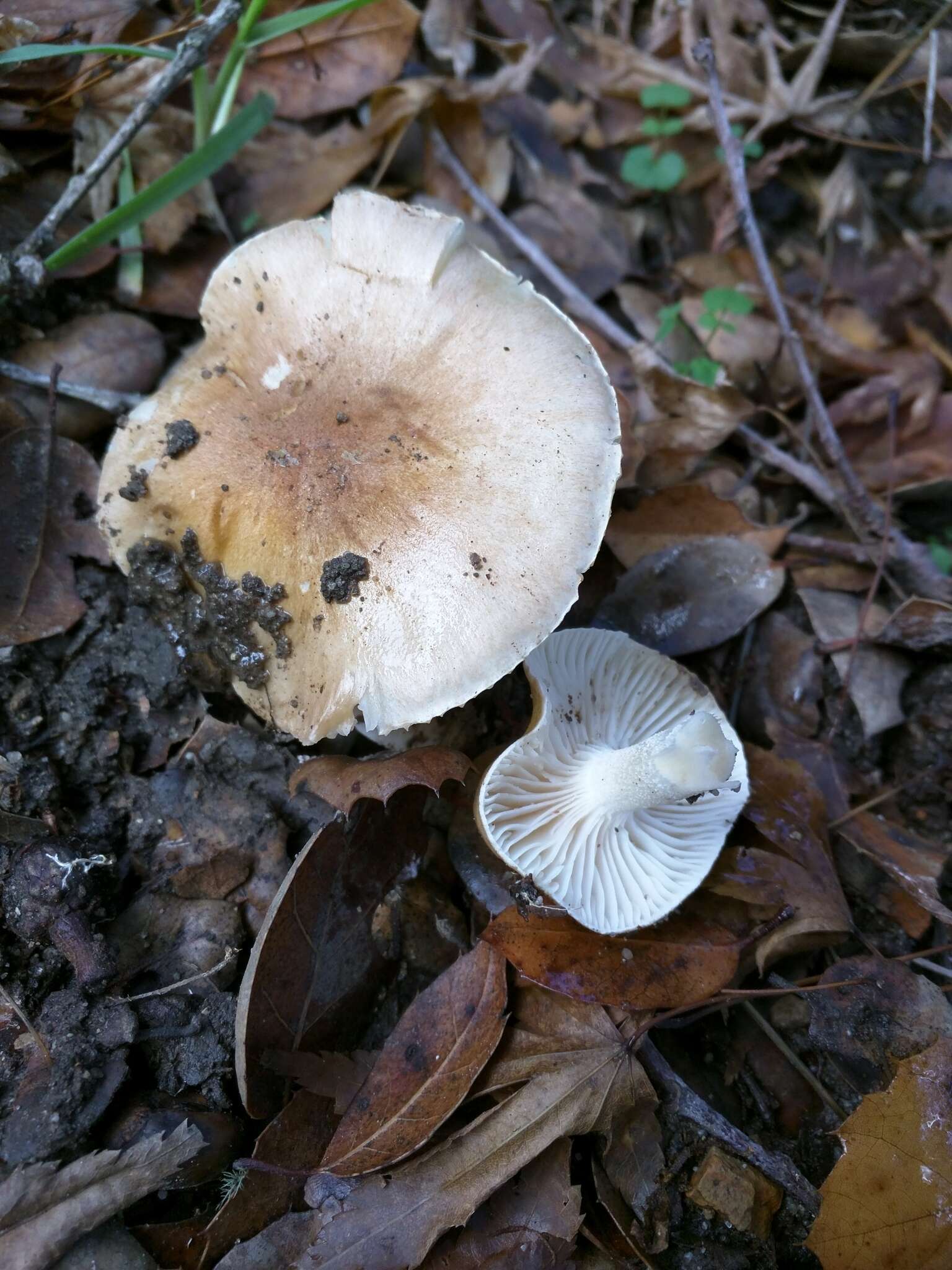 Image of Hygrophorus roseobrunneus Murrill 1916