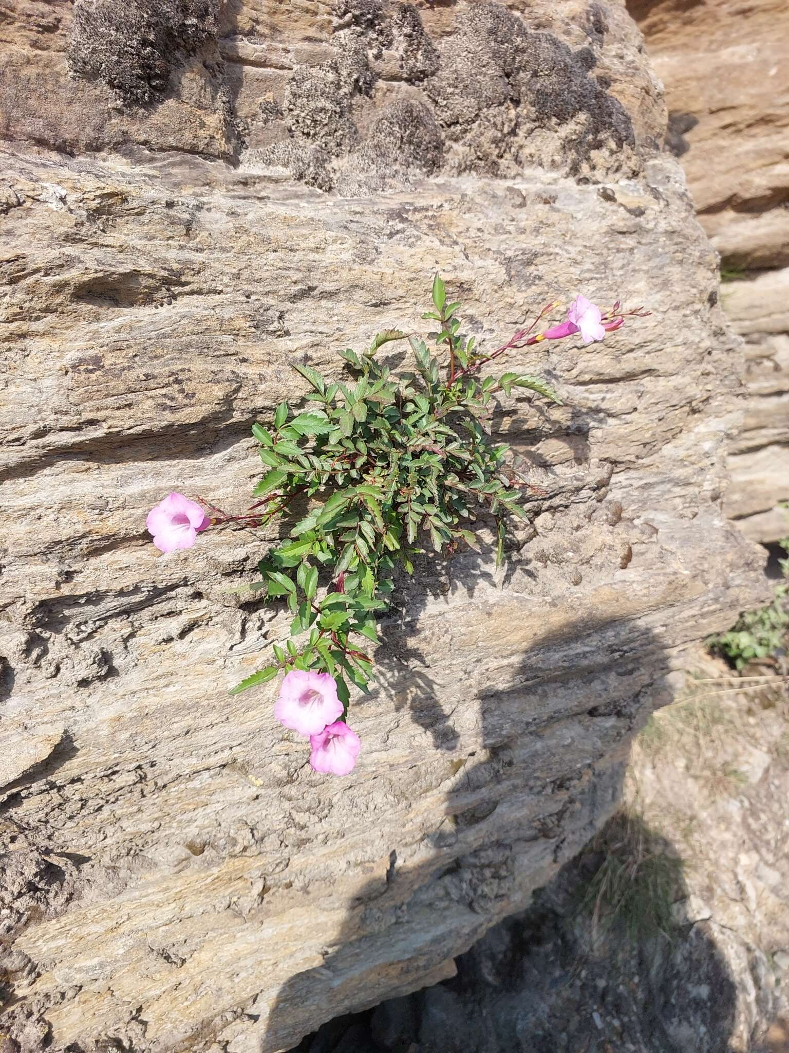 Image of Incarvillea diffusa Royle