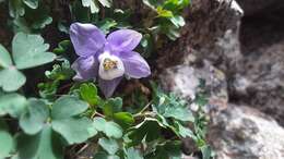 Image of Rocky Mountain blue columbine