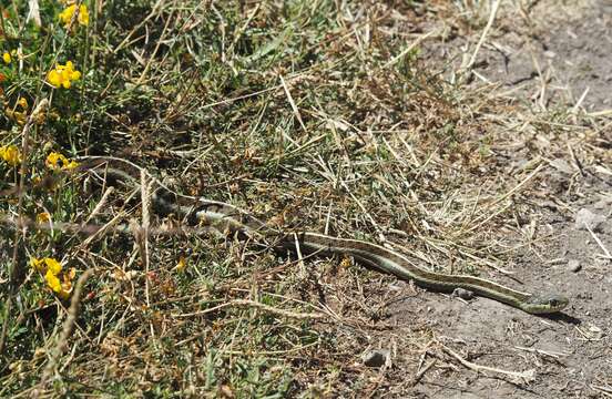 Image of Thamnophis elegans terrestris Fox 1951