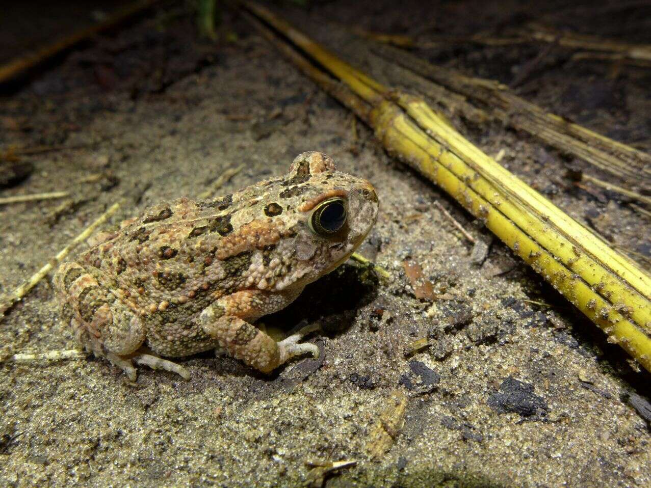 صورة Sclerophrys pusilla (Mertens 1937)