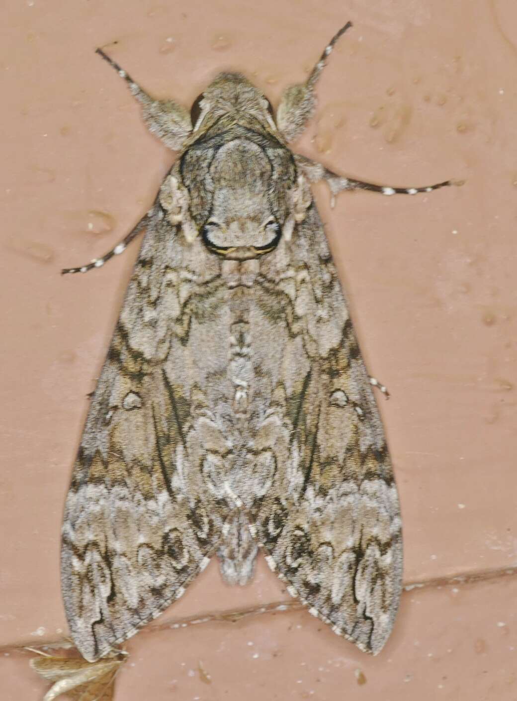 Image of Pink-spotted Hawkmoth