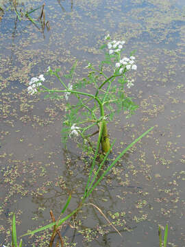 Image of Fine-leaved Water-dropwort