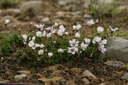 Plancia ëd Cherleria obtusiloba (Rydb.) A. J. Moore & Dillenb.