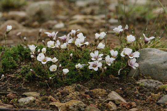 Imagem de Cherleria obtusiloba (Rydb.) A. J. Moore & Dillenb.