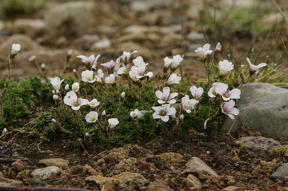 Plancia ëd Cherleria obtusiloba (Rydb.) A. J. Moore & Dillenb.