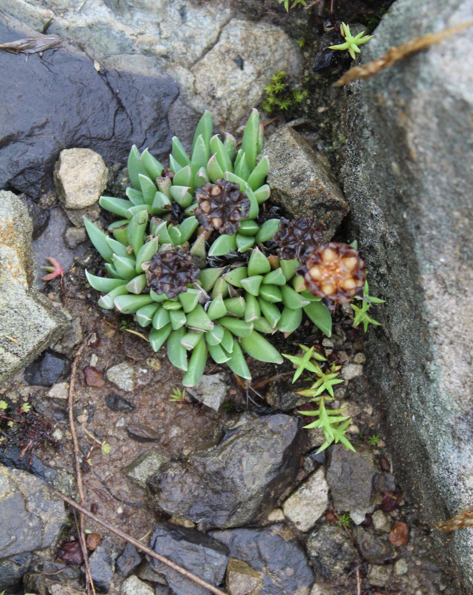 Image of Bergeranthus concavus L. Bol.