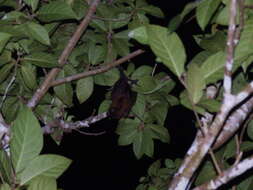 Image of Admiralty Flying Fox