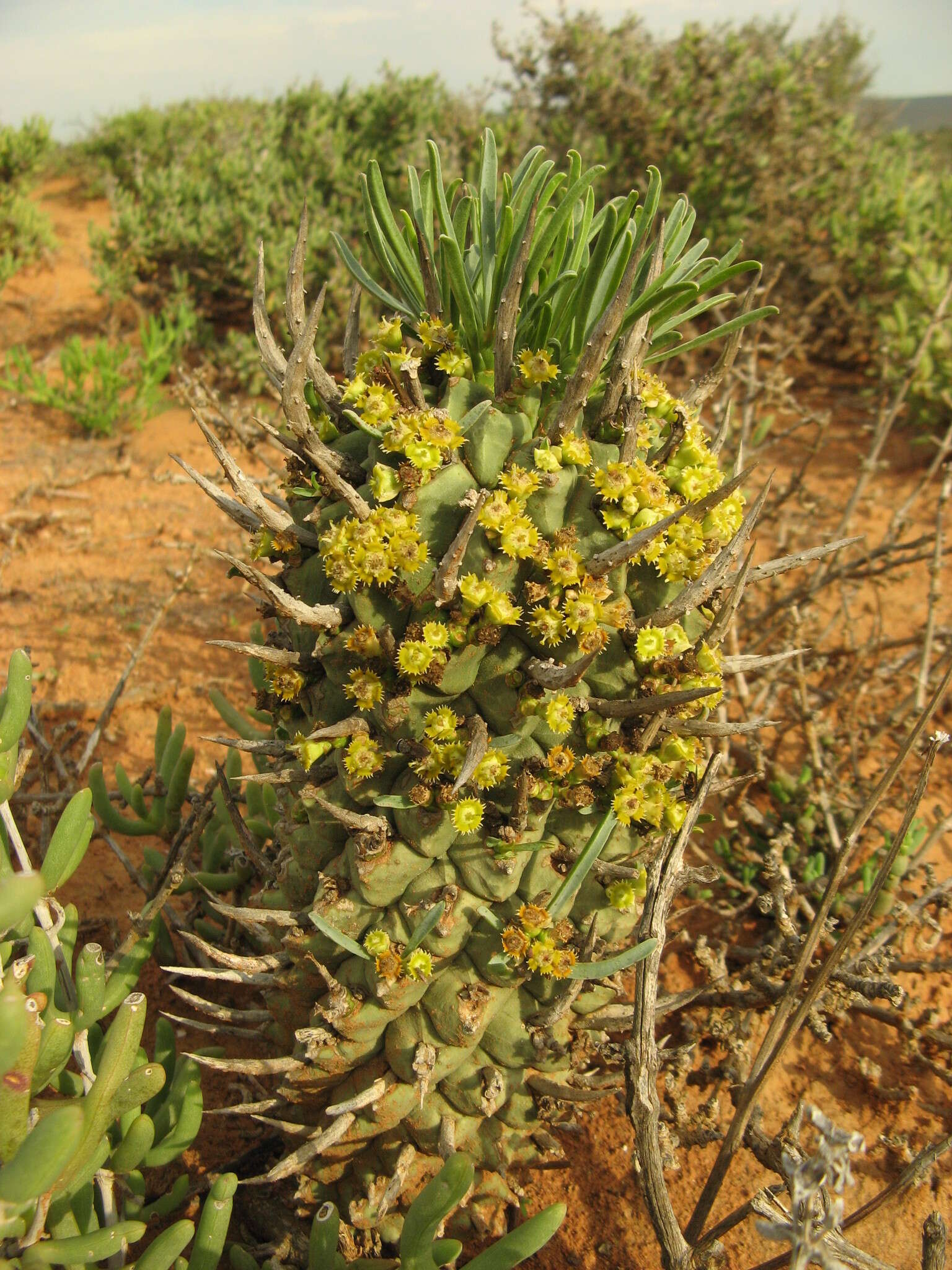 Euphorbia schoenlandii Pax resmi