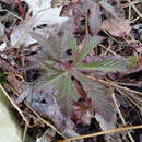 Слика од Filipendula rubra (Hill) B. L. Robins.