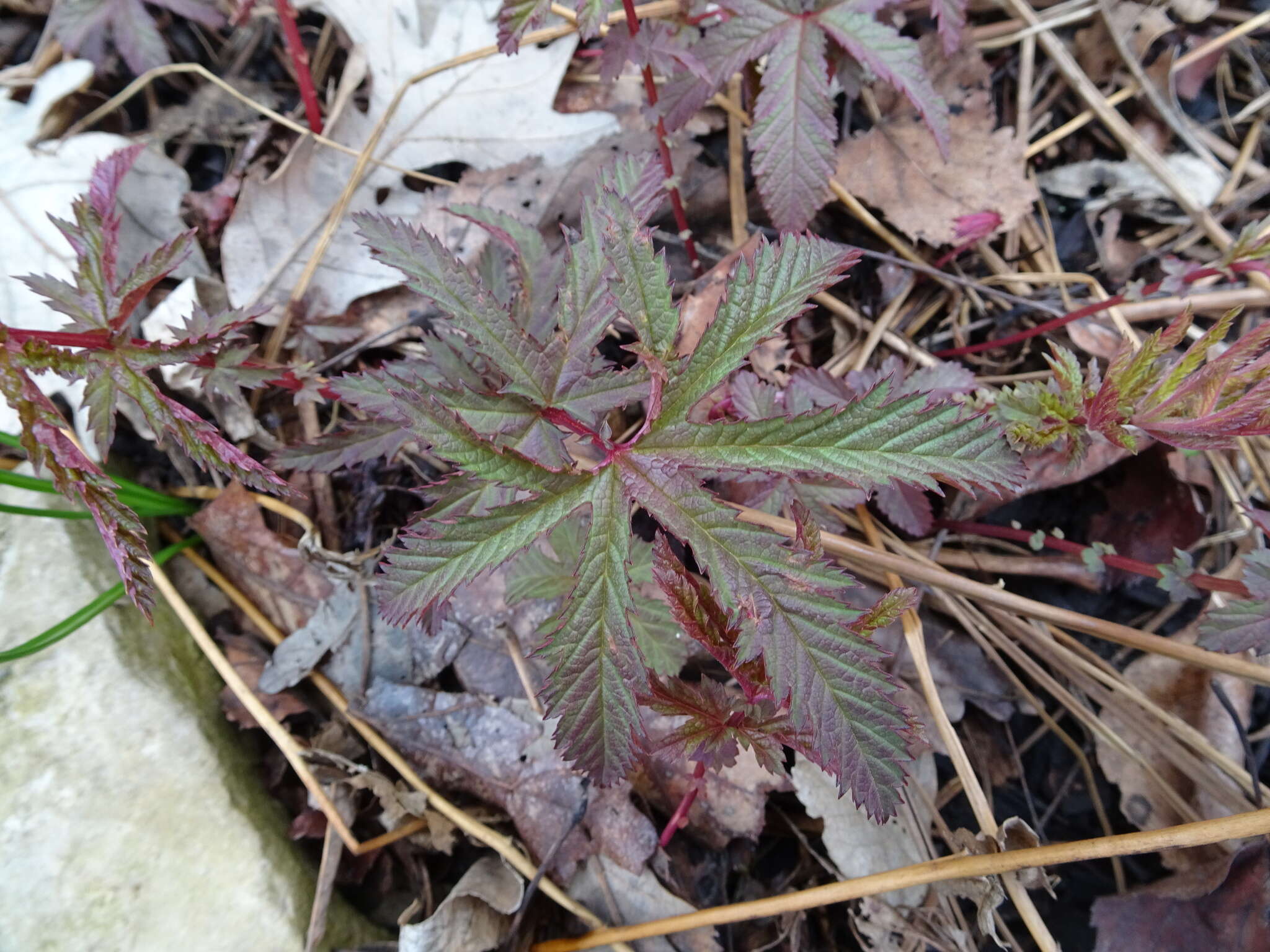 Plancia ëd Filipendula rubra (Hill) B. L. Robins.