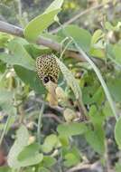 Sivun Aristolochia tentaculata O. Schmidt kuva