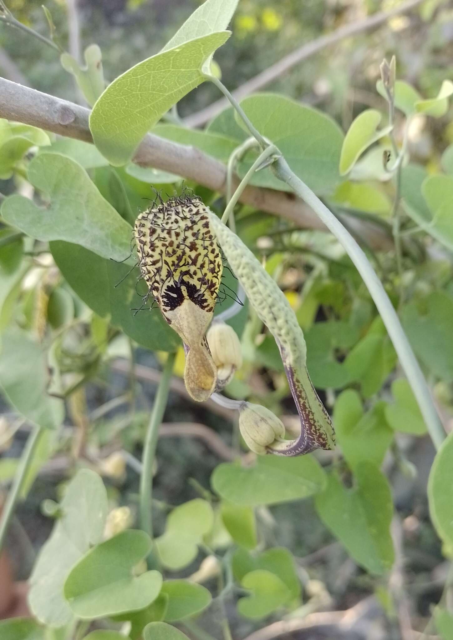 Sivun Aristolochia tentaculata O. Schmidt kuva