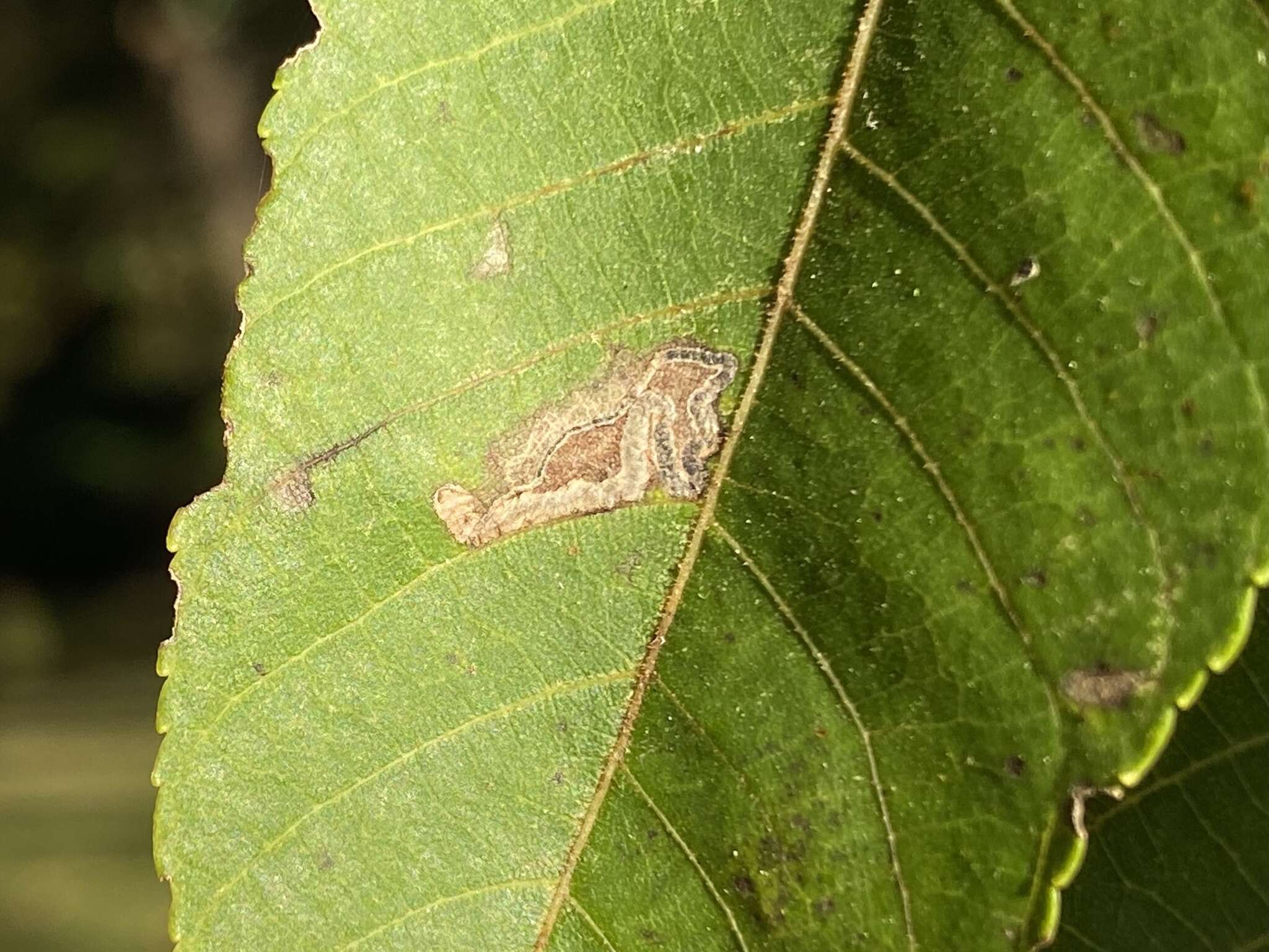 Imagem de Stigmella juglandifoliella (Clemens 1861) Wilkinson et al. 1979