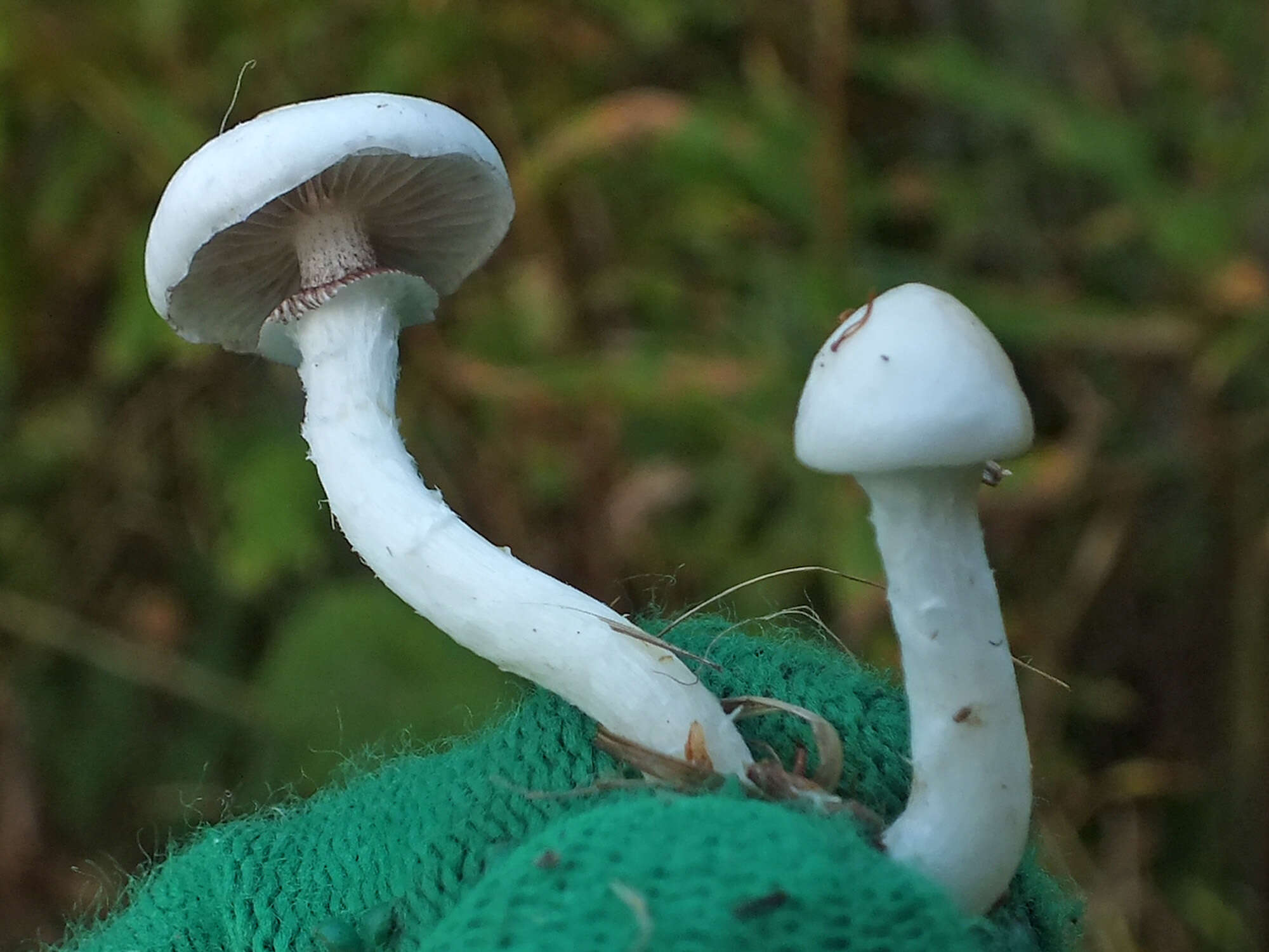 Imagem de Stropharia albonitens (Fr.) Quél. 1875