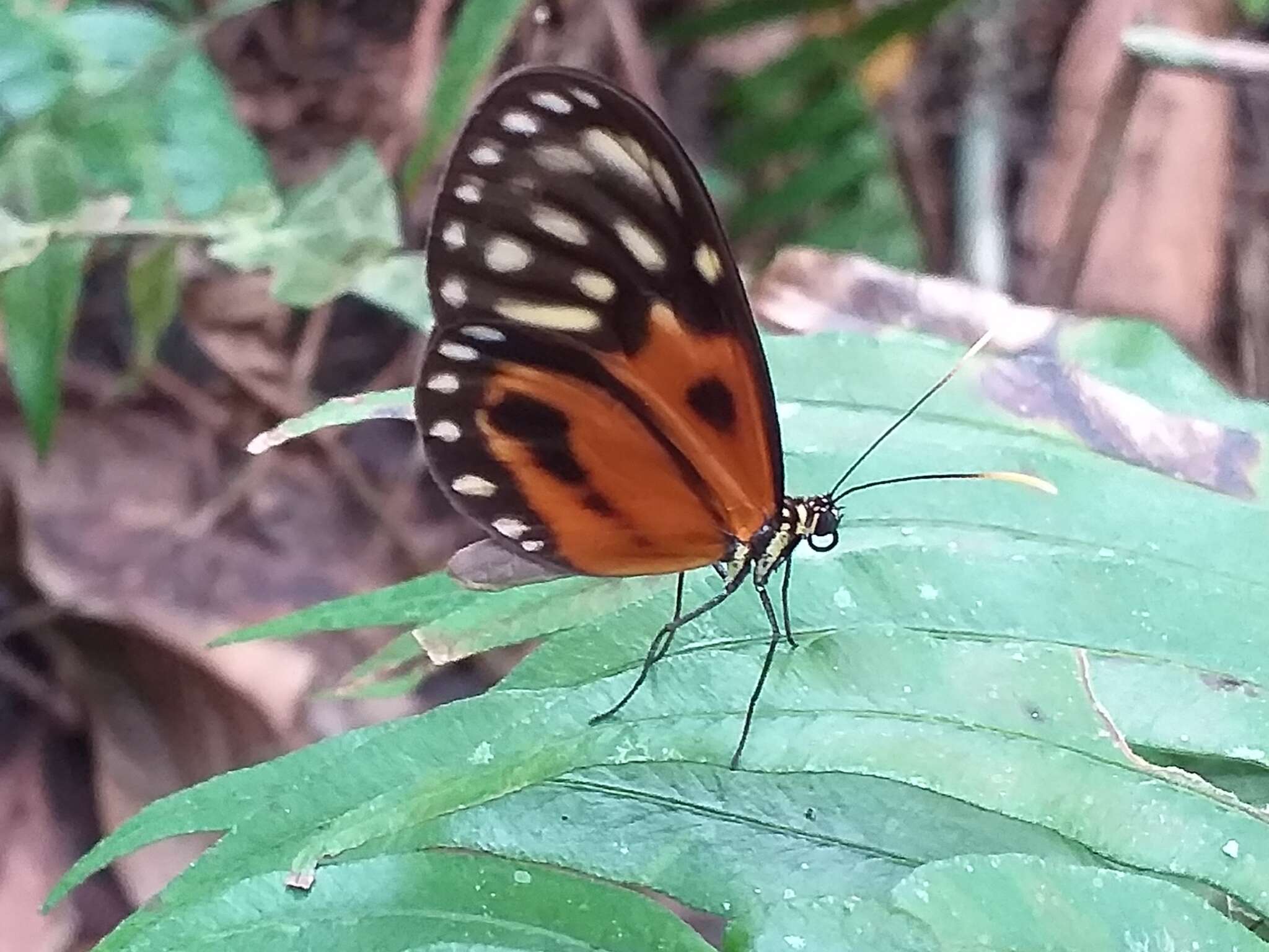 Imagem de Ceratinia iolaia iolaia