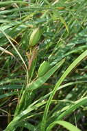 Image of Hemerocallis middendorffii var. esculenta (Koidz.) Ohwi