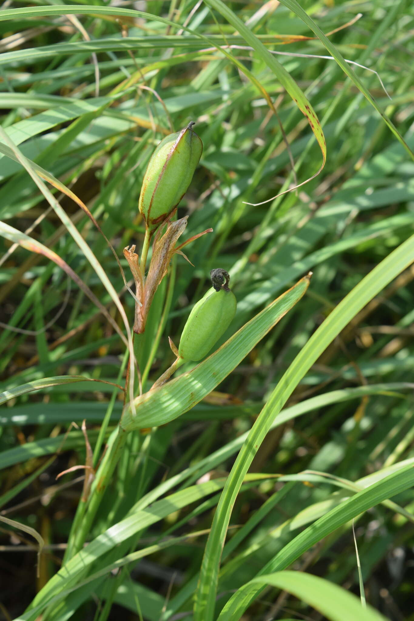Image of Hemerocallis middendorffii var. esculenta (Koidz.) Ohwi
