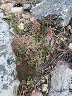 Image de Heuchera elegans Abrams