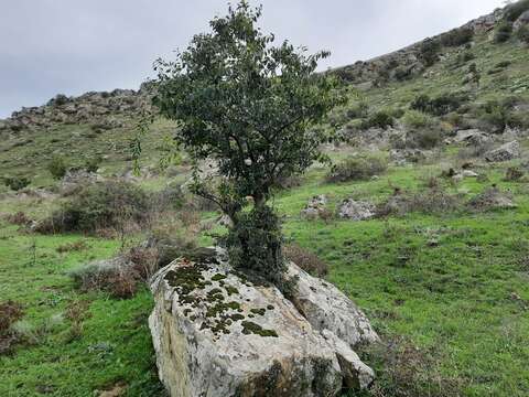 Image of Celtis planchoniana K. I. Christensen