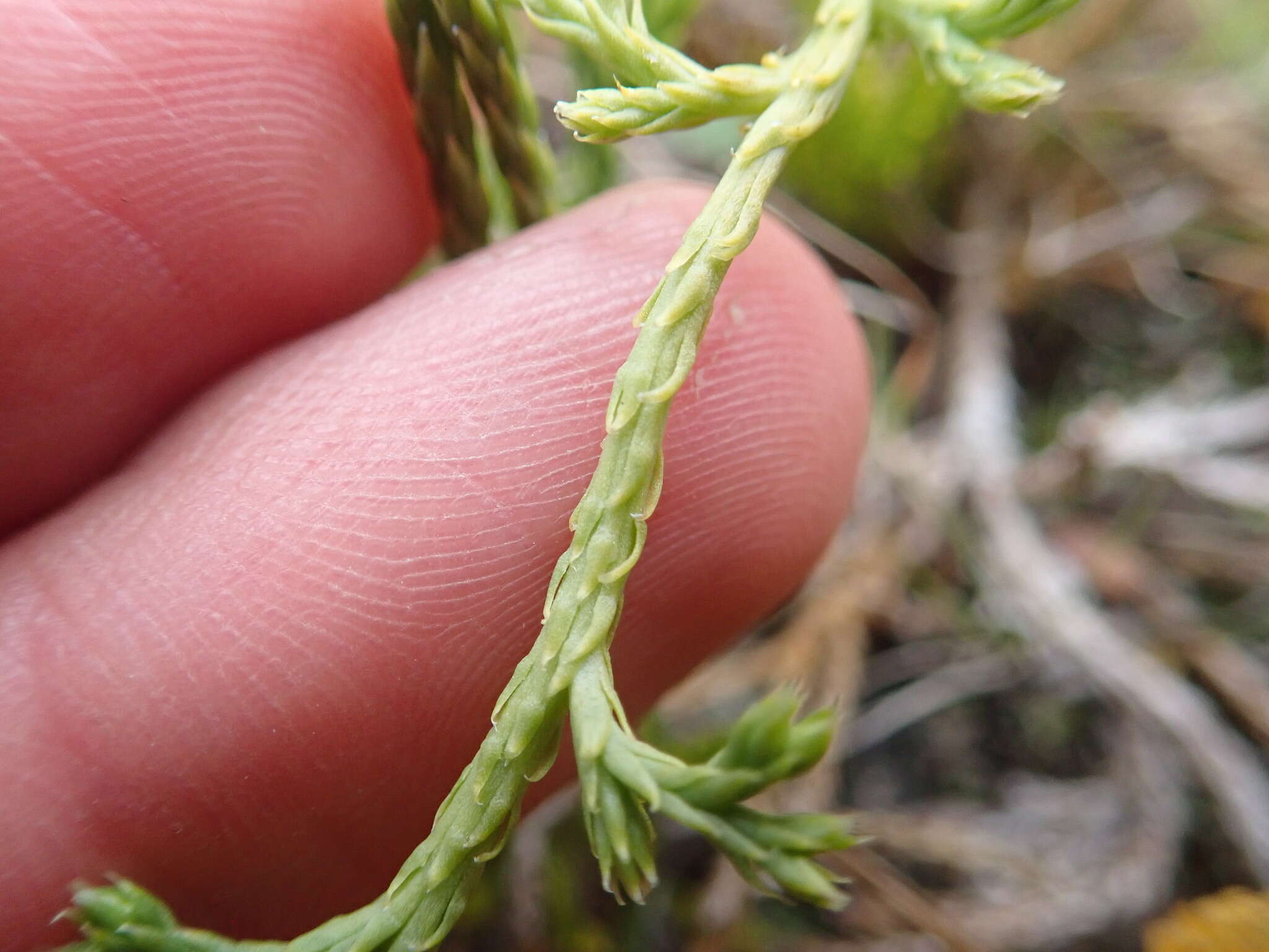 Image of savinleaf groundpine