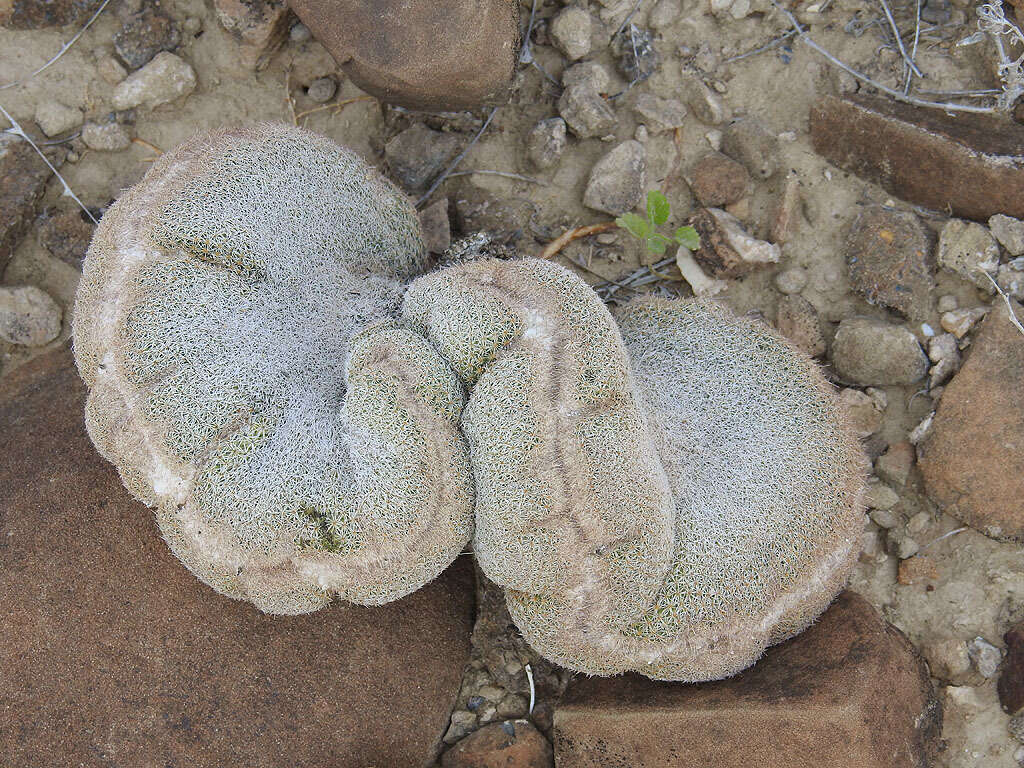 Image of Epithelantha greggii (Engelm.) Orcutt