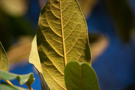 Sivun Prunus zingii Standl. kuva