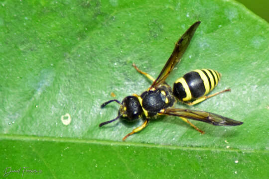 Image of Ancistrocerus renimacula Lepeletier 1841