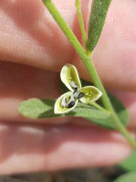 Image of pitted stripeseed