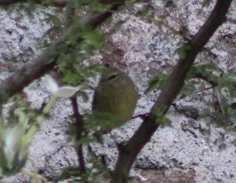 Image of Orange-crowned Warbler