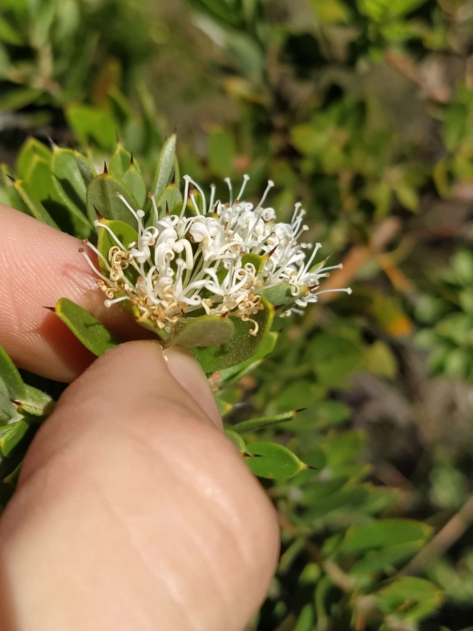 Image of Hakea ruscifolia Labill.