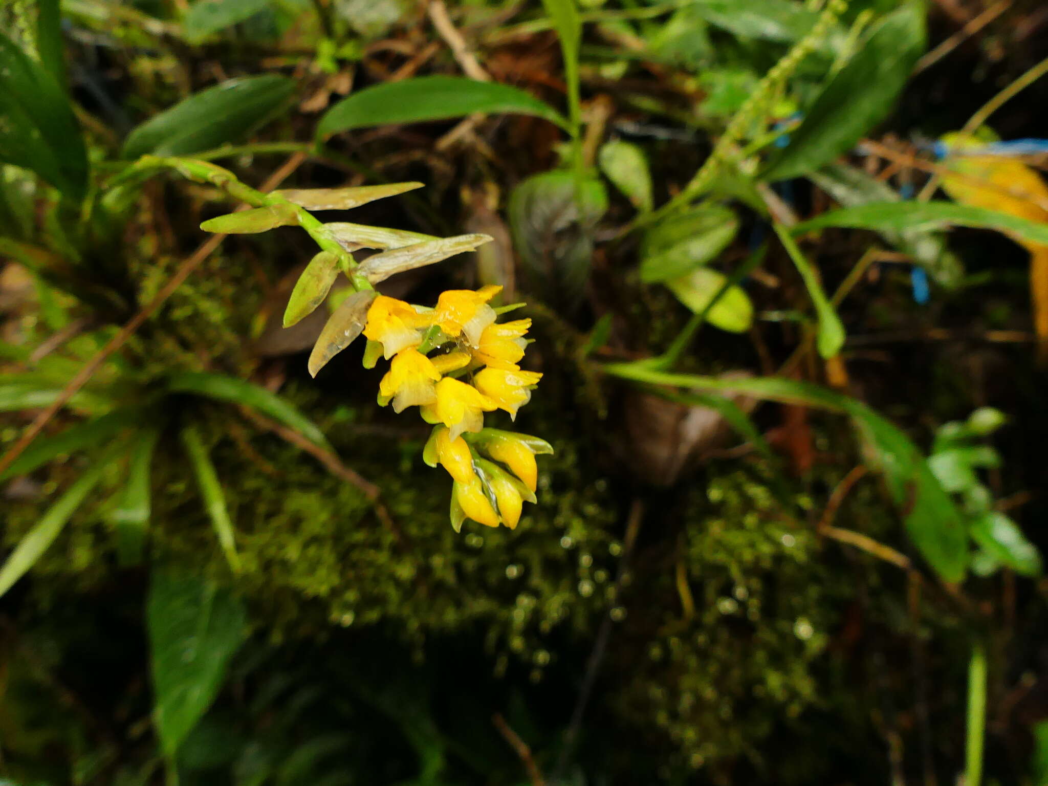 Image of Brassia andina (Rchb. fil.) M. W. Chase