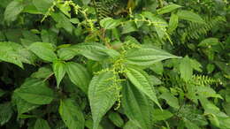 Image of Pilea melastomoides (Poir.) Wedd.