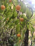 Image of Luzuriaga polyphylla (Hook. fil.) J. F. Macbr.