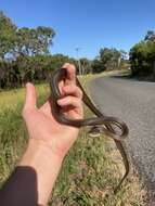 Image of Brown water python