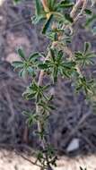 Image of shrubby restharrow