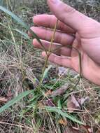 Image of longleaf sunflower