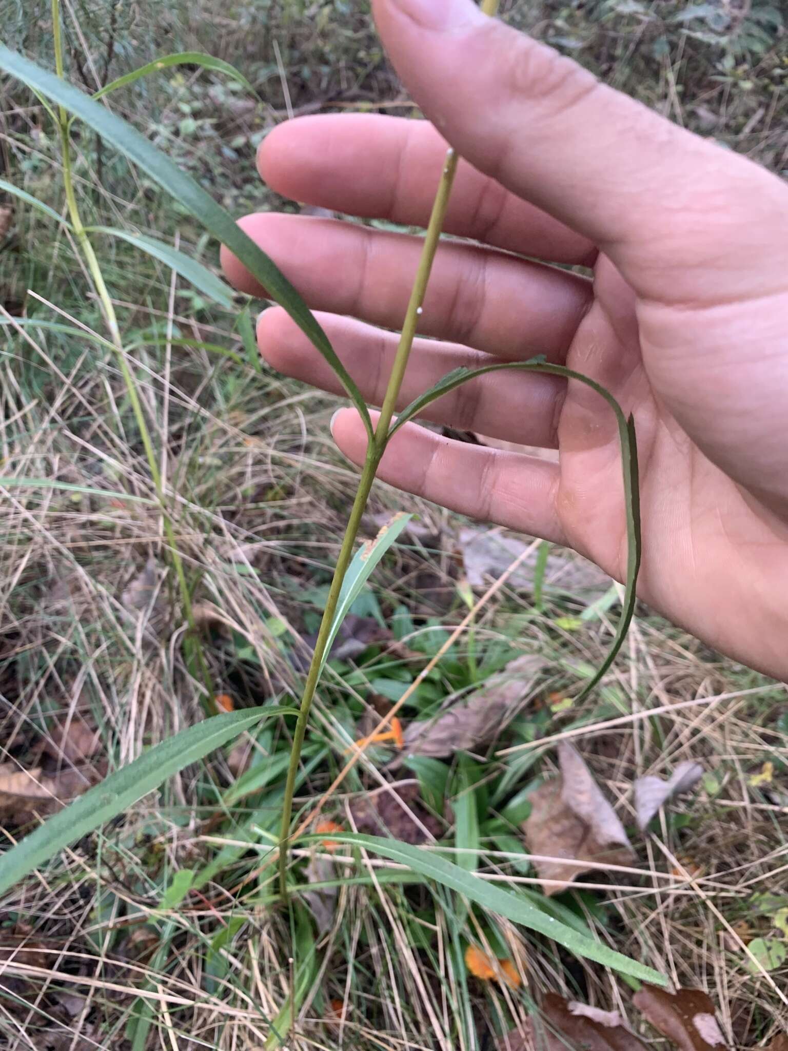 Image of longleaf sunflower