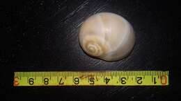 Image of Josephine's moonsnail