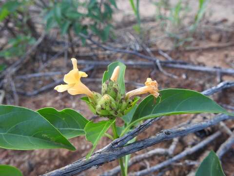 Image of Barleria crossandriformis C. B. Cl.