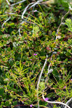 Image of Indigofera sarmentosa L. fil.